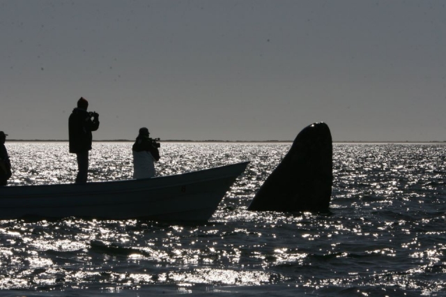 Conoce la ballena gris