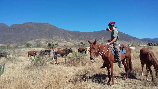 Tenemos caballos dociles
