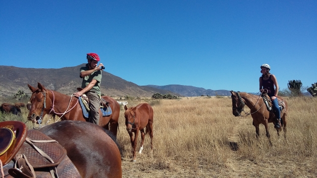 Conoce a los caballos