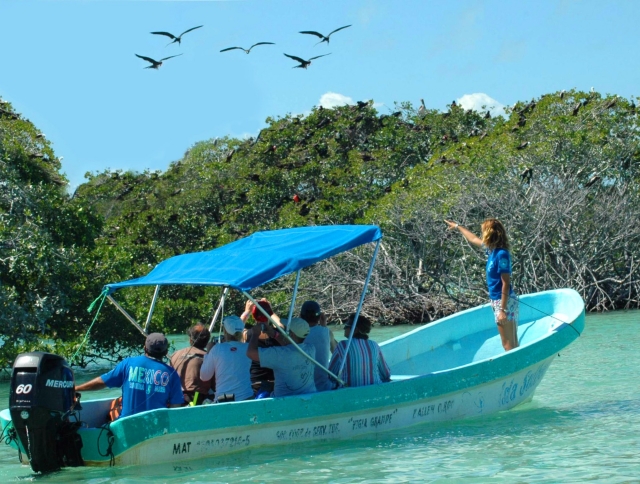 Admira los manglaternera