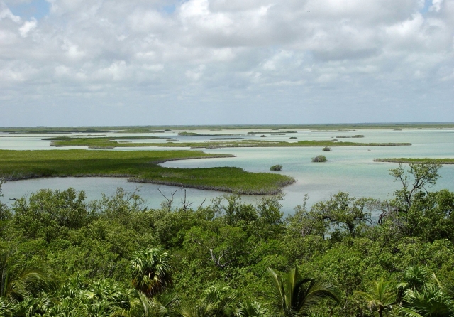 Conoce el principal manglar/sk