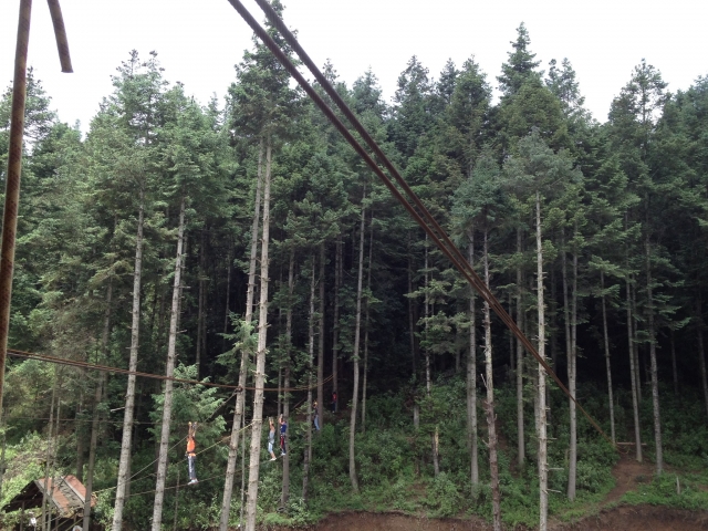 Mira todo el circuito en medio del bosque