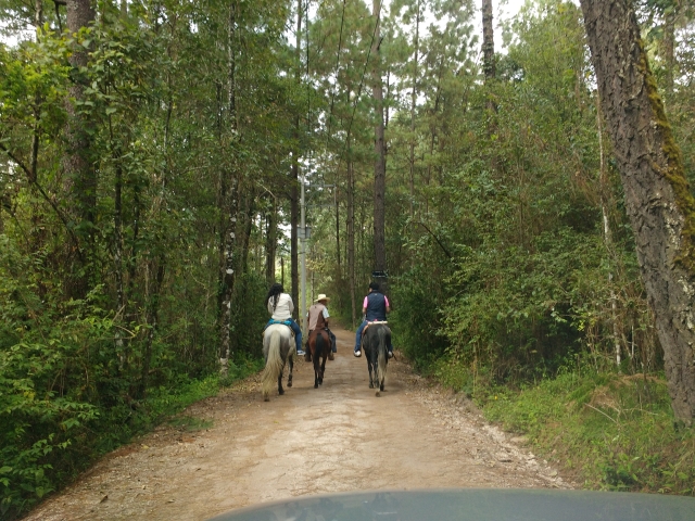 Sumergete en la naturaleza con tu caballo