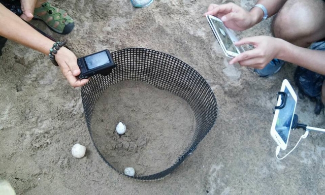 Conoce los huevos de tortuga