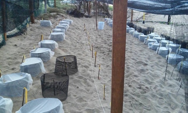 El sistema de huevos de tortuga