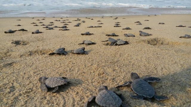 Mira y conoce el recorrido