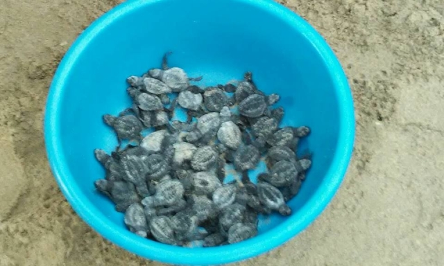 Nosotros las llevamos a la orilla