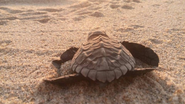 Ayudate a las tortugas