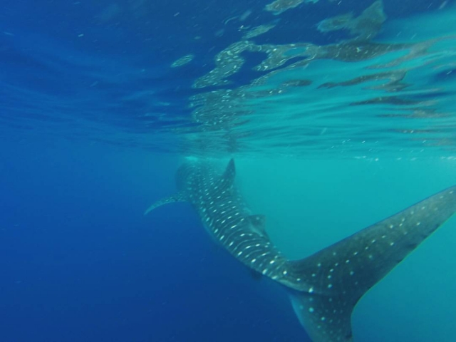 Conoce al tiburon manchado