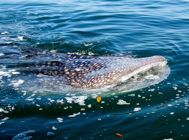 Montando a la superficie