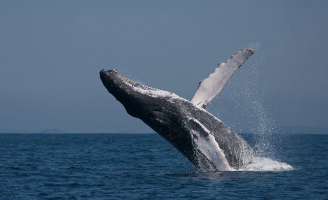 Mira la ballena gris