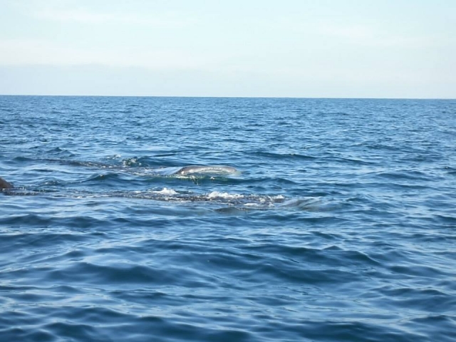 Conociendo la fauna marina