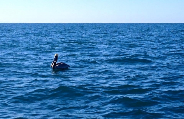 Esperando la aparicion