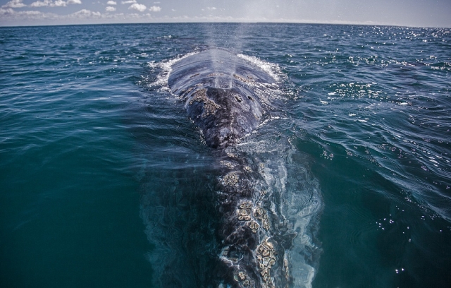 Mira las dimensiones de la ballena