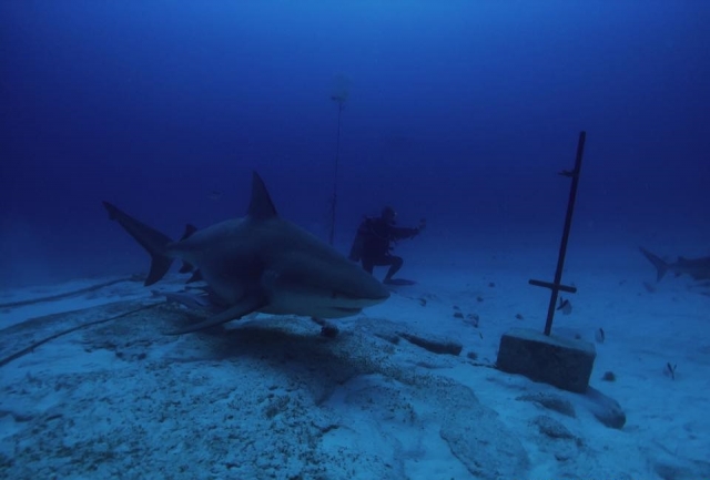 Nada con el tiburon