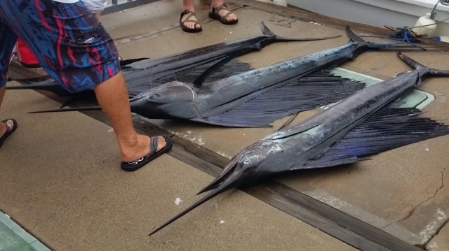 Conoce la fauna en la pesca