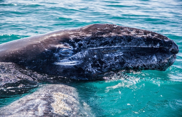 Admira a la ballena