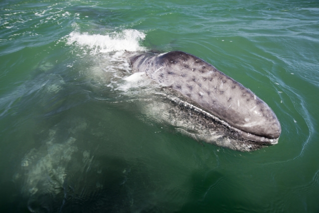 Podras ver a la ballena