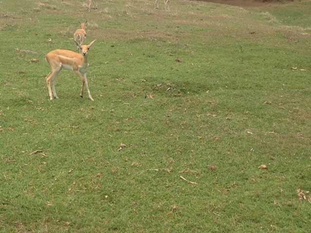 Animales por la zona