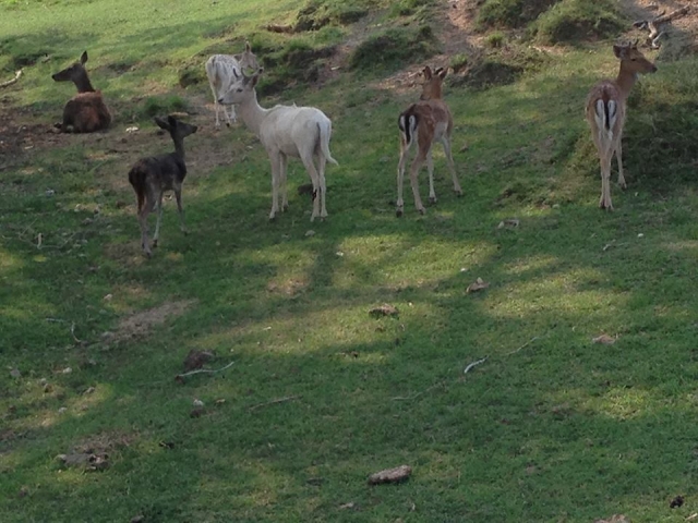 Y todos los animales