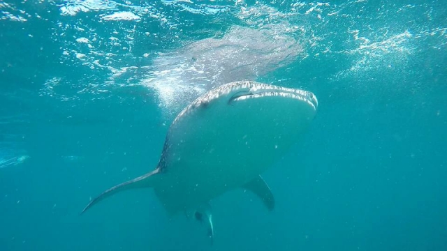 Conoce a este animal