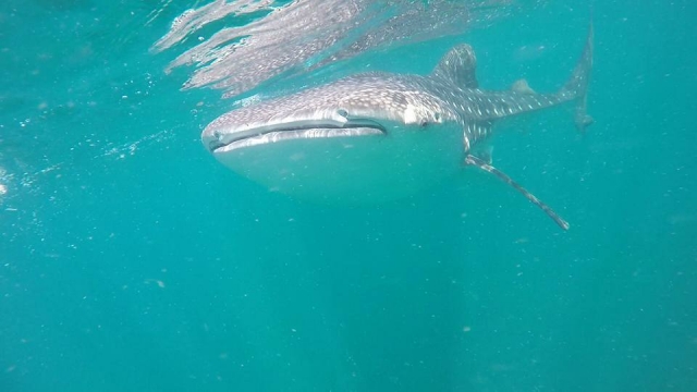 Conoce mas sobre el tiburon ballena