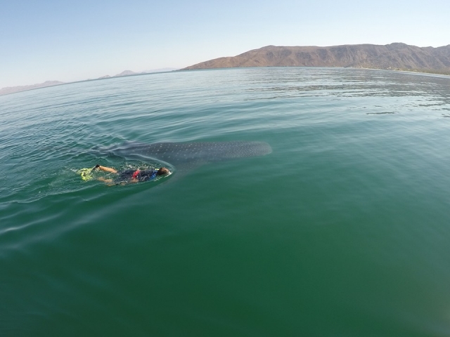 Nada con el tiburon ballena