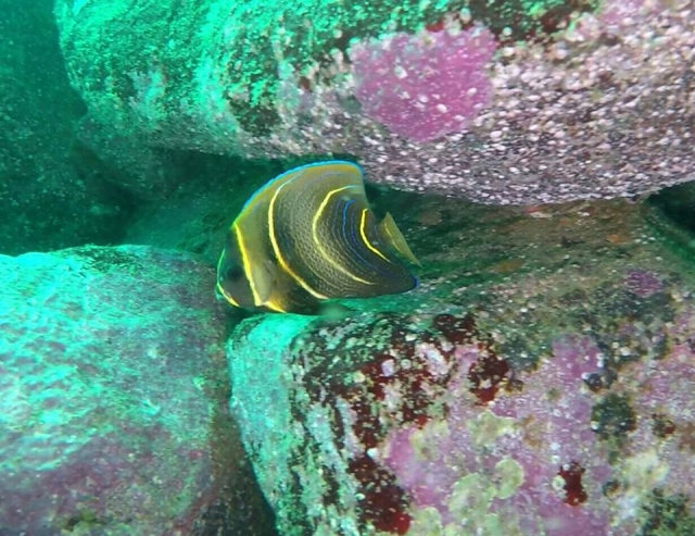 Con el buceo conoces a todas las especies