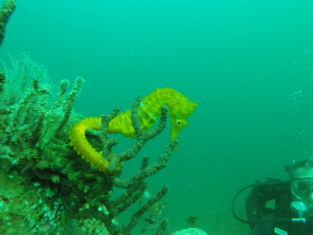 Mira al caballo de mar
