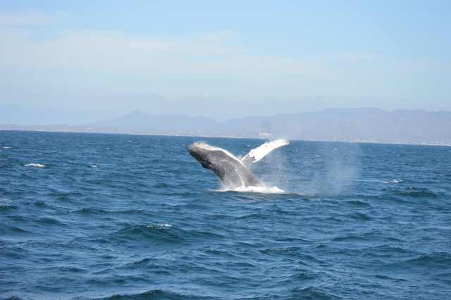 Disruta del avistamiento de cetáceos