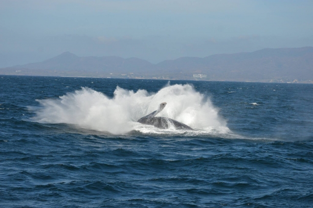 La ballena jorobada