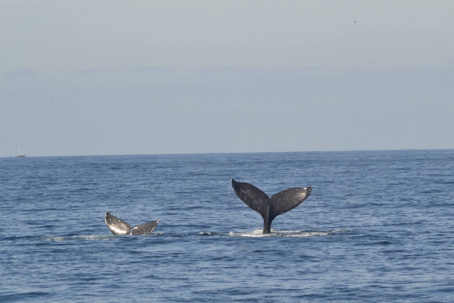 Mira a todas las ballenas