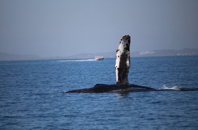 Saluda a la ballena