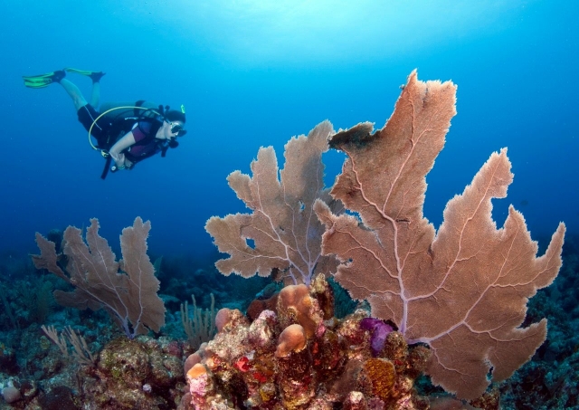 Buceo por todos los corales