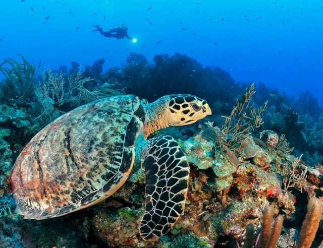 Conoce a las tortugas