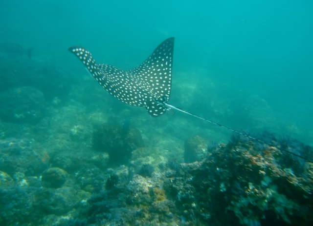 Mira a la mantarraya