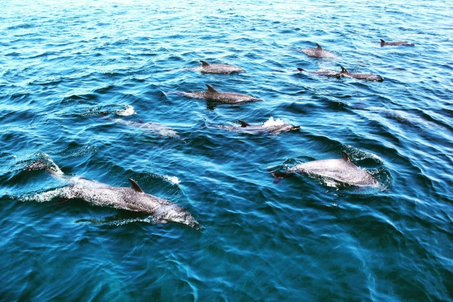 Conoce los delfines