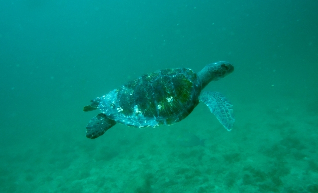 Mirando a las tortugas
