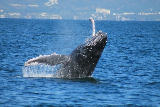 Ballena jorobada