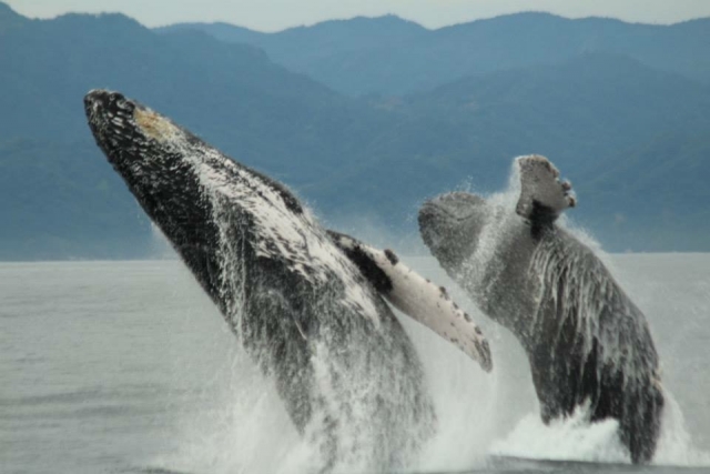 Duo de Ballenas