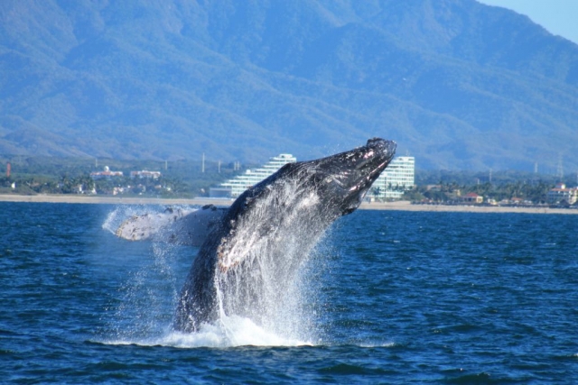 Ballena Jorobada