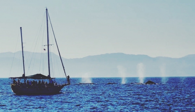 Avistamiento de Ballenas