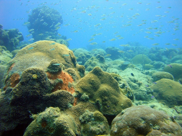 Fondo marino con rocas