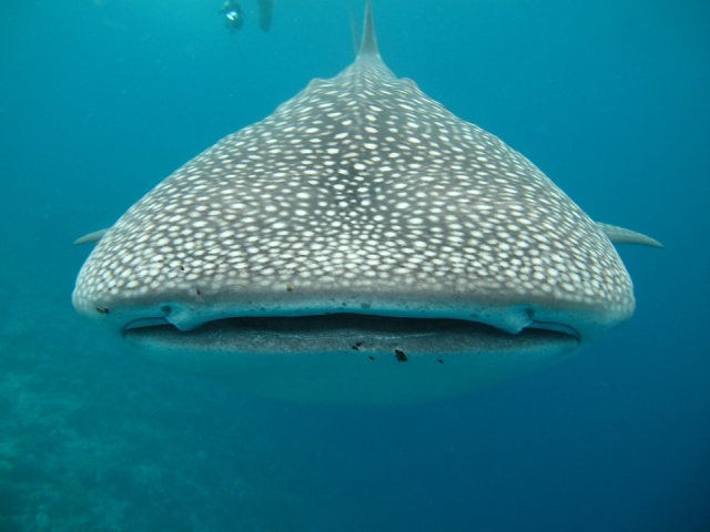 Nado con Tiburón ballena