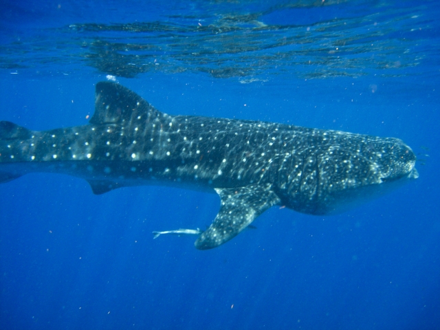 Tiburon ballena
