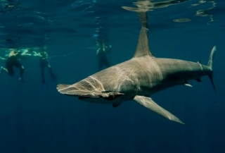 Shark Encounters Mexico
