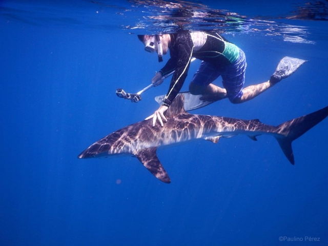 SHARK SAFARI