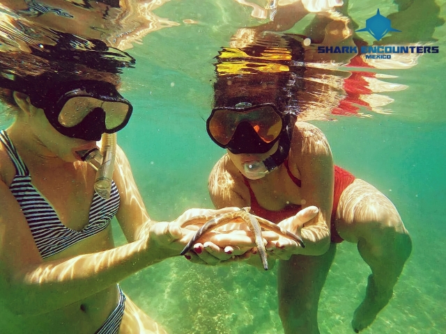 SNORKEL