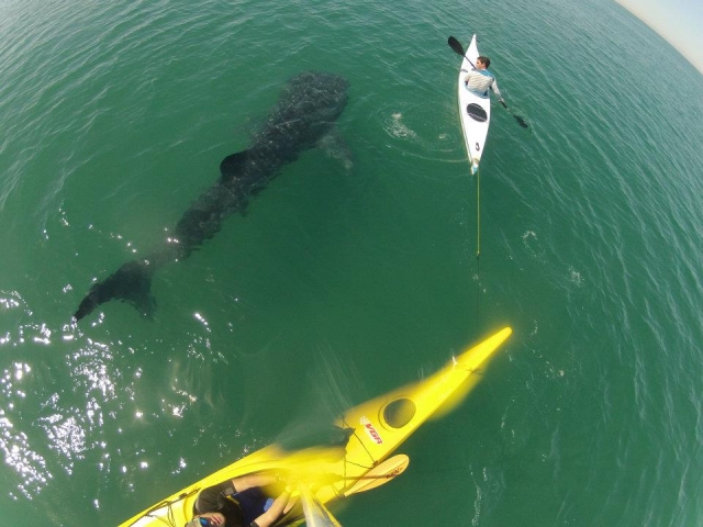 KAYAK