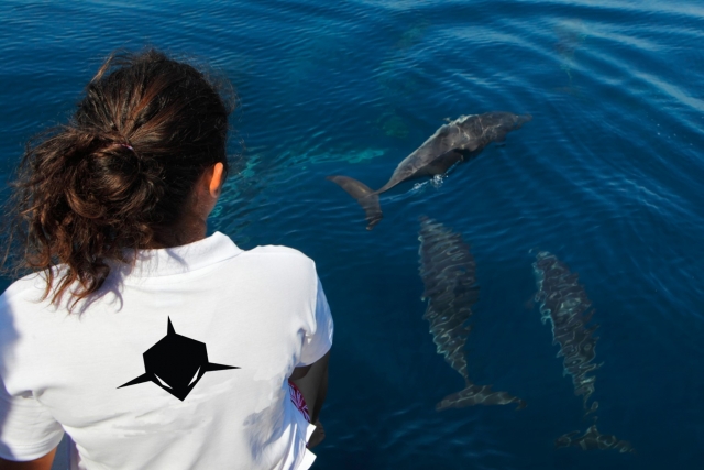 AVISTAMIENTO DE DELFINES